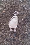 tierra del fuego - pinguins - 